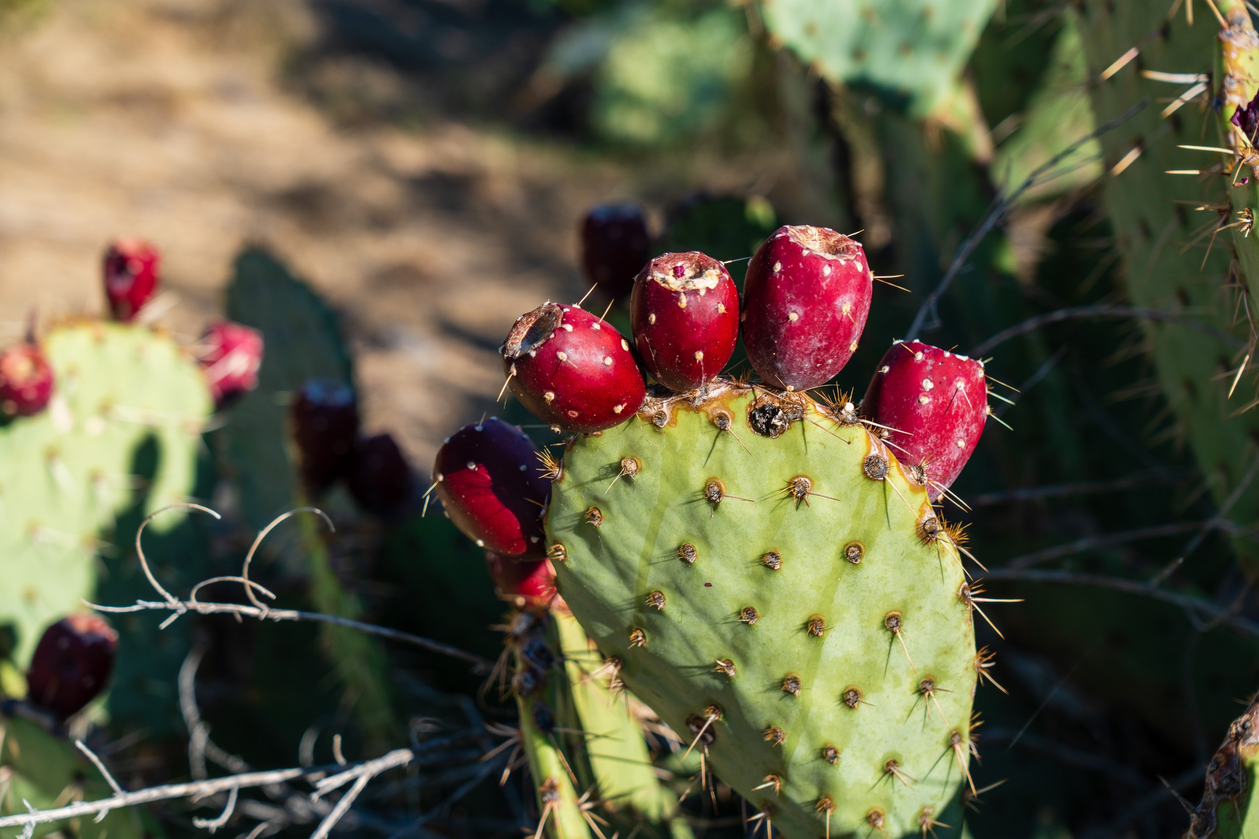 USA 2024 5 Sterne 52